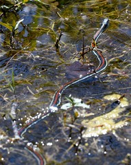 Thamnophis proximus rubrilineatus