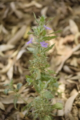 Ruellia paniculata