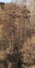 Alnus lusitanica