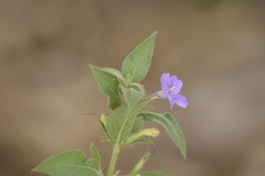 Ruellia paniculata