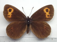 Erebia niphonica