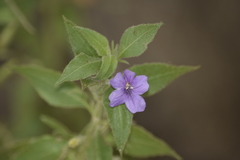 Ruellia paniculata