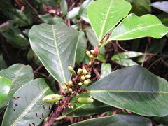 Erythroxylum