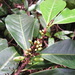 Erythroxylum citrifolium - Photo (c) Tarciso Leão, some rights reserved (CC BY-NC), uploaded by Tarciso Leão