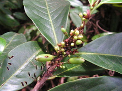 Erythroxylum