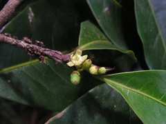 Erythroxylum