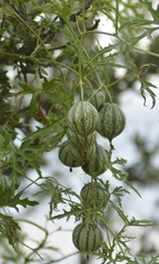 Cucurbitella asperata