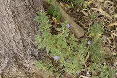 Ruellia paniculata
