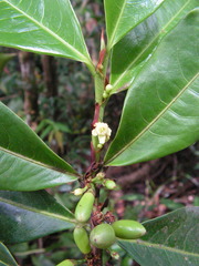 Erythroxylum