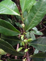 Erythroxylum