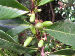 Erythroxylum