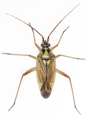 Calocoris roseomaculatus angularis