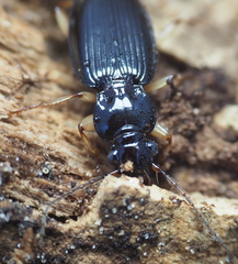 Patrobus longicornis