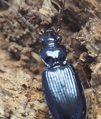 Patrobus longicornis