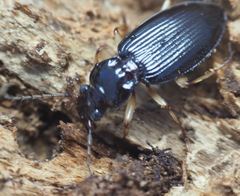 Patrobus longicornis