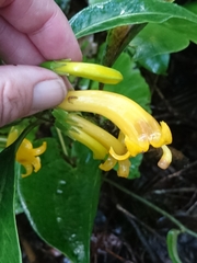 Scaevola glabra