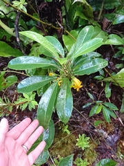 Scaevola glabra