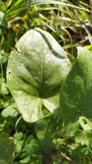 Arisarum simorrhinum