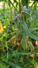 Nonea vesicaria