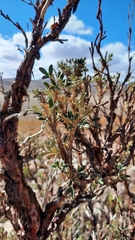 Polylepis tarapacana