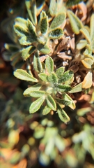 Polylepis tarapacana