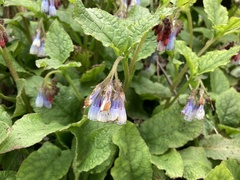 Symphytum × hidcotense