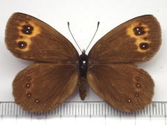 Erebia niphonica