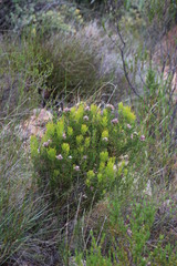 Serruria acrocarpa