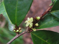 Erythroxylum mucronatum