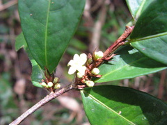 Erythroxylum mucronatum