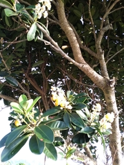 Calophyllum blancoi