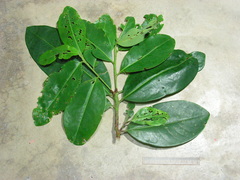 Erythroxylum