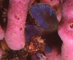 Distromium flabellatum