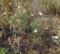 Aphanostephus riddellii