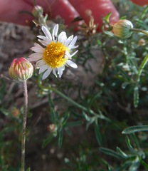 Aphanostephus riddellii