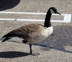 Branta canadensis