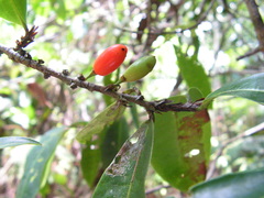 Erythroxylum