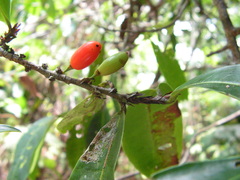 Erythroxylum