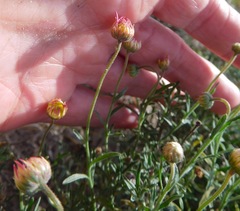 Aphanostephus riddellii