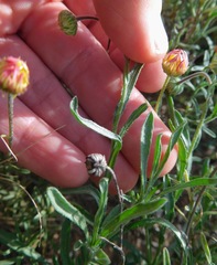 Aphanostephus riddellii