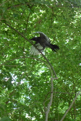 Corvus corone