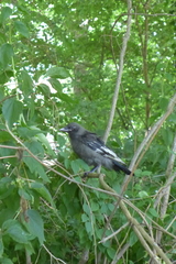 Corvus corone