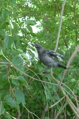 Corvus corone