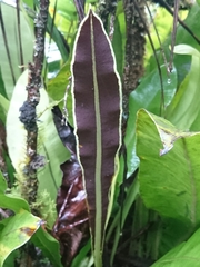 Elaphoglossum crassicaule