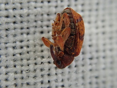 Anthonomus pedicularius