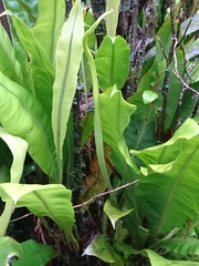 Elaphoglossum crassicaule