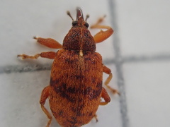 Anthonomus pedicularius