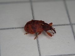 Anthonomus pedicularius