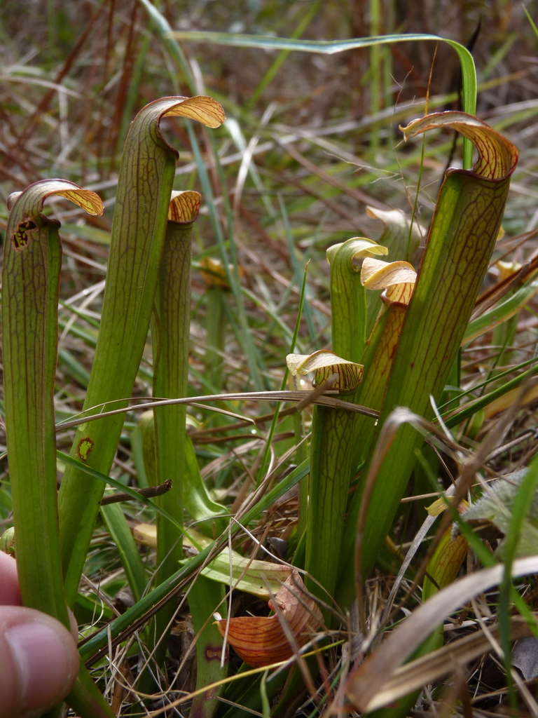 sweet pitcher plant