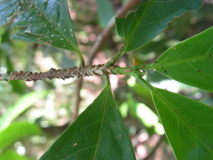Erythroxylum squamatum